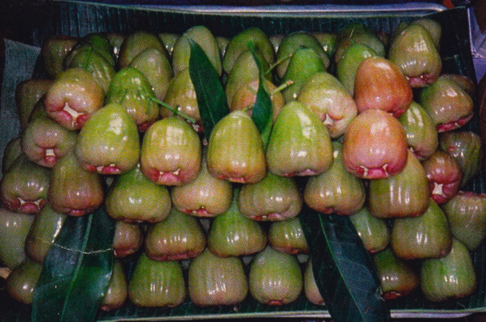 san diego tropical fruit nursery
