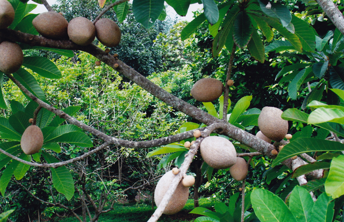 san diego tropical fruit nursery